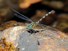 Hemigomphus comitatus