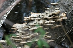 Cerrena unicolor