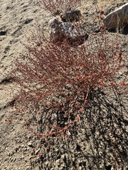 Eriogonum gracile