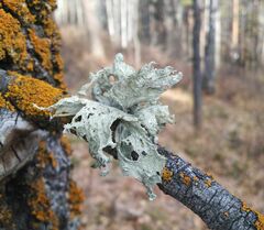 Ramalina sinensis