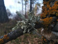 Ramalina sinensis