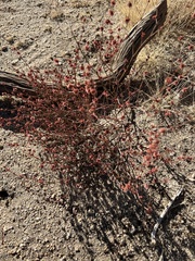 Eriogonum gracile