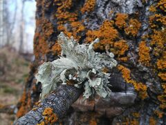 Ramalina sinensis