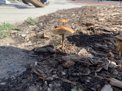Pholiotina rugosa