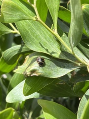 Ellipsidion australe