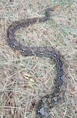 Malayopython reticulatus