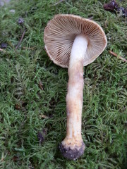 Inocybe assimilata