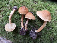 Inocybe assimilata