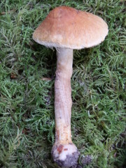 Inocybe assimilata