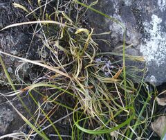 Asplenium septentrionale