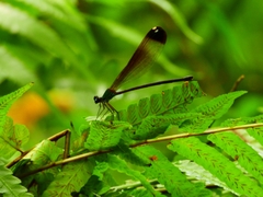 Psolodesmus mandarinus