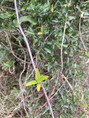 Gelsemium sempervirens