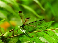 Psolodesmus mandarinus