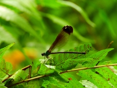 Psolodesmus mandarinus