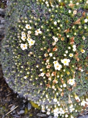 Myosotis pulvinaris