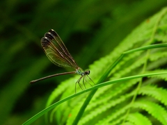 Psolodesmus mandarinus