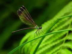 Psolodesmus mandarinus