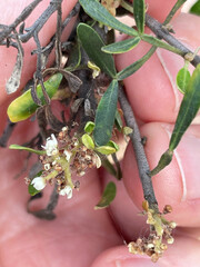 Flindersia dissosperma