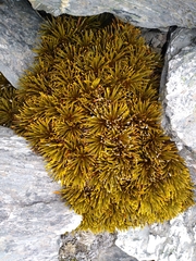 Aciphylla simplex