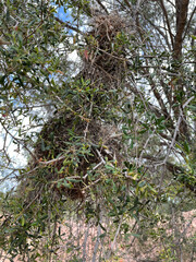 Flindersia dissosperma