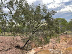 Flindersia dissosperma