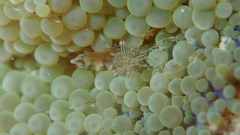 Periclimenes yucatanicus