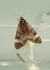 Dysschema leucophaea