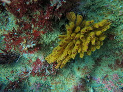 Rhodophyta