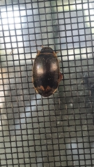 Thermonectus circumscriptus