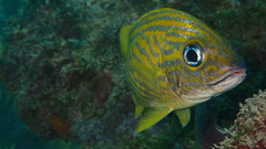 Haemulon flavolineatum