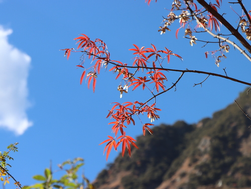 Foto de Bordo de cinco folhas