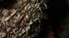 Astrophyton muricatum