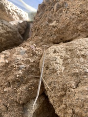 Parabacillus hesperus