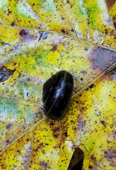 Helminthoglypta sequoicola