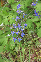 Delphinium nuttallianum