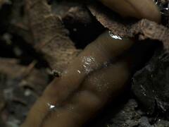 Bipalium adventitium