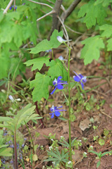Delphinium nuttallianum