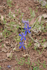 Delphinium nuttallianum