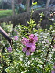 Angelonia