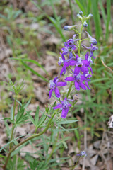 Delphinium nuttallianum