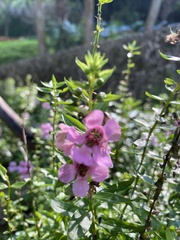 Angelonia