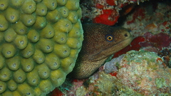 Gymnothorax miliaris