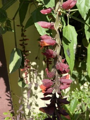 Thunbergia coccinea