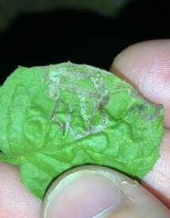 Phytomyza syngenesiae