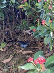 Papilio memnon heronus