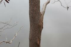 Cercis canadensis