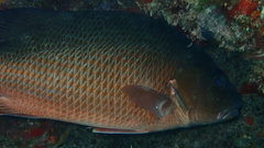 Lutjanus jocu