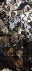 Hexanauplia