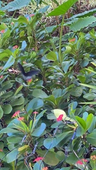 Papilio memnon heronus