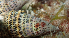 Cerithium litteratum